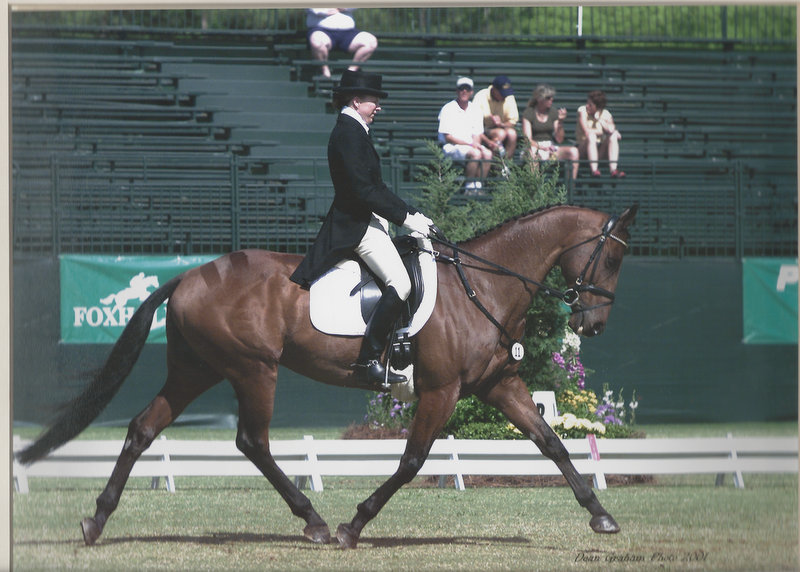dressage800